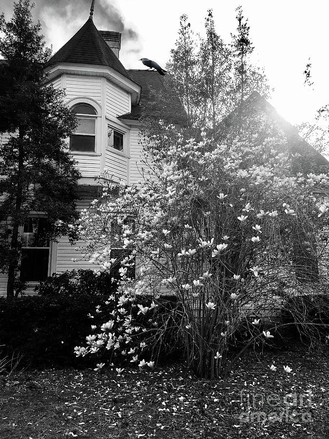 Castle Photograph - Charleston Abandoned Mansion Castle Magnolia Blossom Tree Spooky Surreal Haunted House Raven Crow by Kathy Fornal