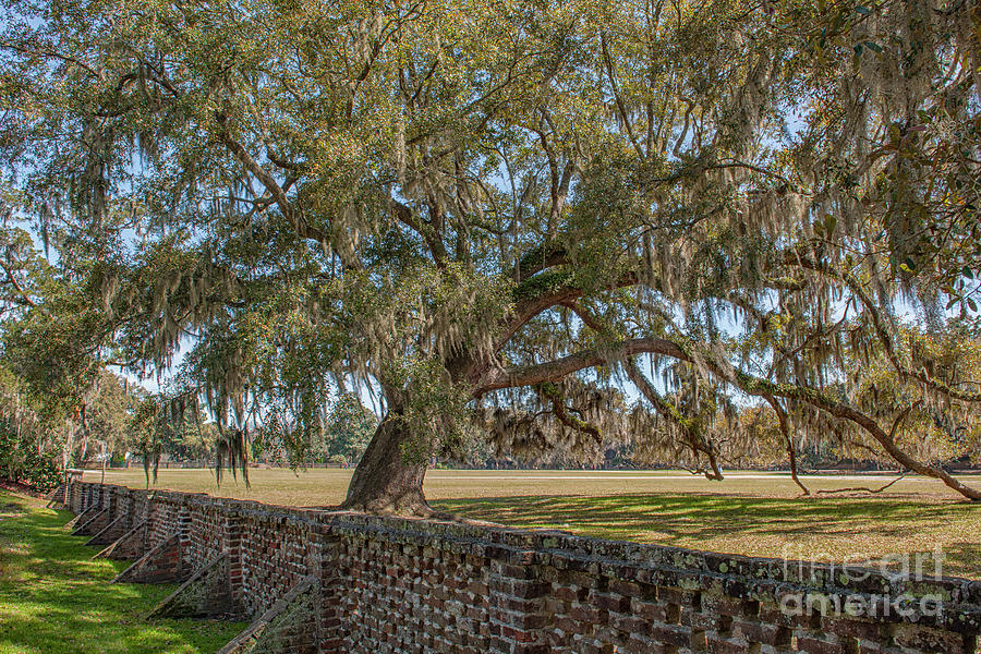 Charleston Brick - Live Oak Tree - Middleton Place Photograph
