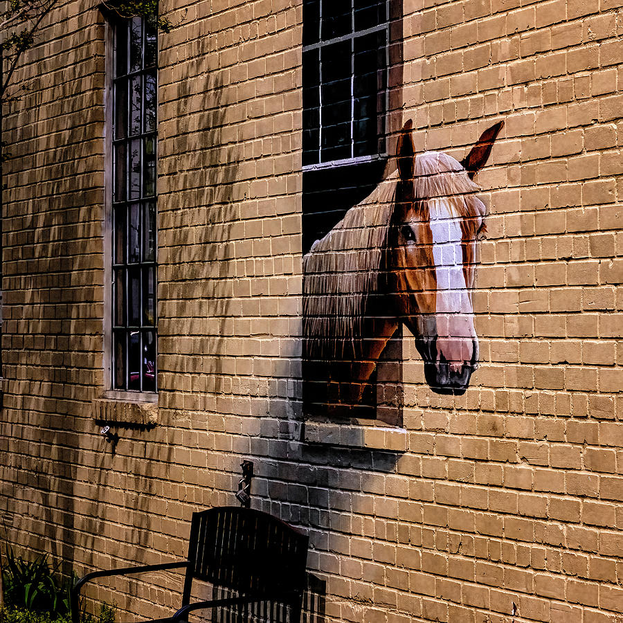 Charleston Horse Mural Photograph by Tom Singleton