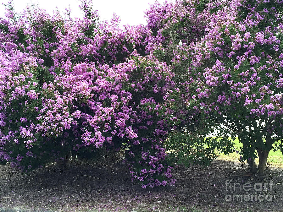 Charleston Lavender Purple Flowering Trees French Quarter South Carolina Spring Flower Trees Photograph By Kathy Fornal
