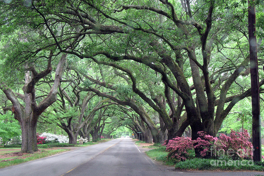 Tree Photograph - Charleston Oak Trees - Charleston Angel Oak Row Of Trees Landscape by Kathy Fornal