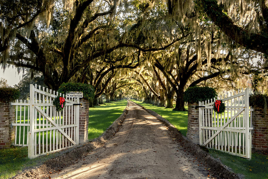 Charleston Plantation Entrance At Christmas Photograph