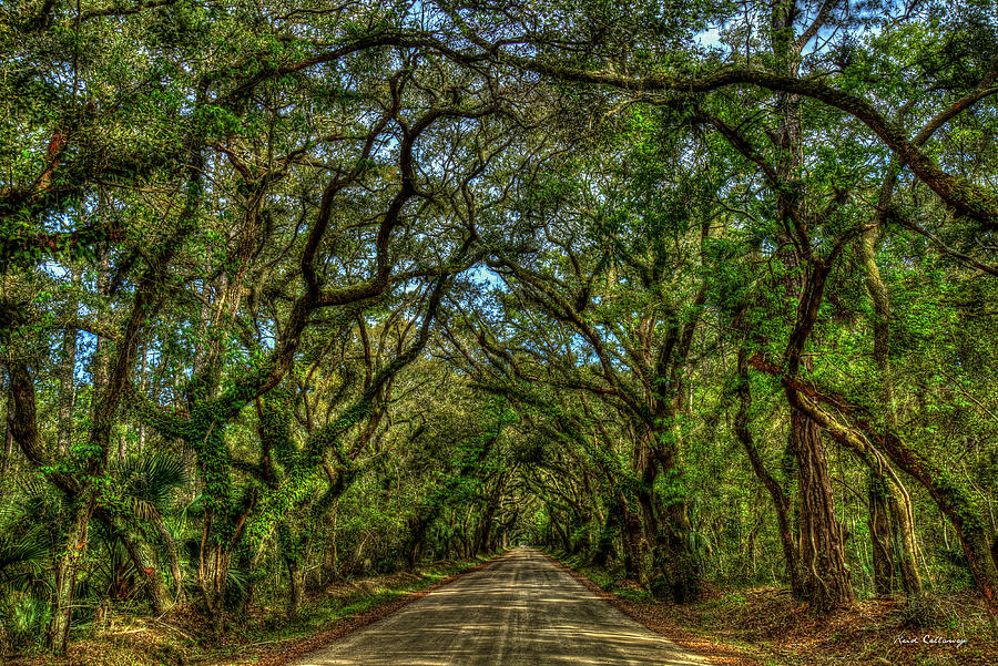 Charleston S C Soft Shadows Edisto Island Botany Bay Road South