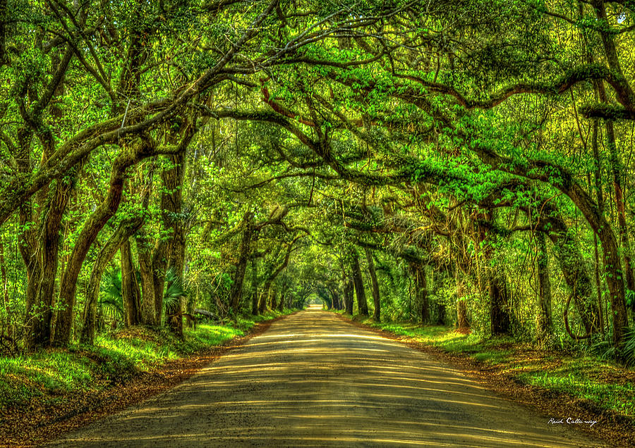 Charleston S C The Road Home Botany Bay Road Edisto Island South Carolina Landscape Art Photograph