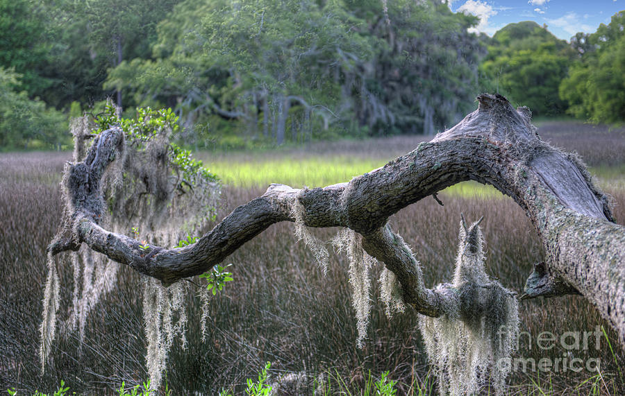 Charleston Salt Marsh - Shem Creek by Dale Powell Charleston Salt Marsh - Shem Creek by Dale Powell