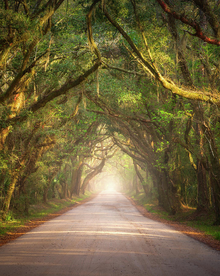 Charleston SC Lowcountry Dirt Road Scenic Outdoors Coastal Nature Landscape Photograph by Dave Allen