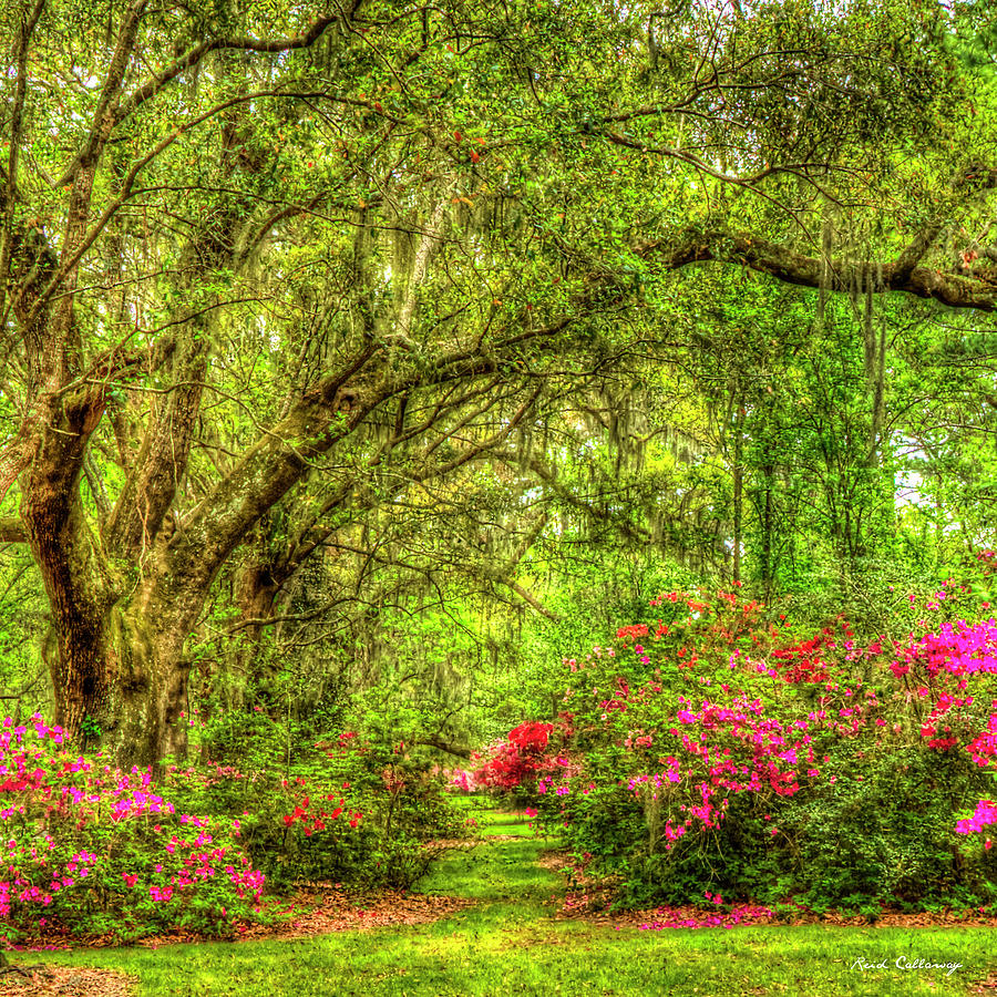 Charleston SC Magnolia Plantation Azaleas Horticulture Landscape Art Photograph by Reid Callaway