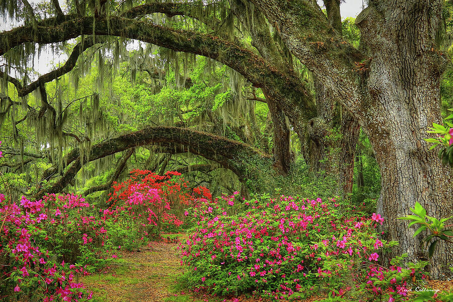 Charleston SC Magnolia Plantation Beauty Horticulture Landscape Art Photograph by Reid Callaway