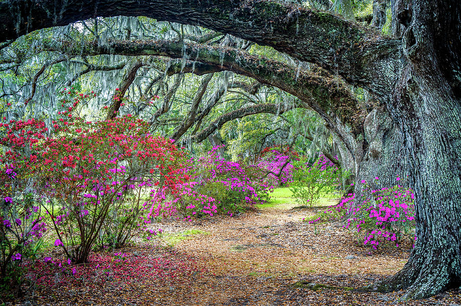 Charleston SC Spring Dream Photograph by Robert Stephens