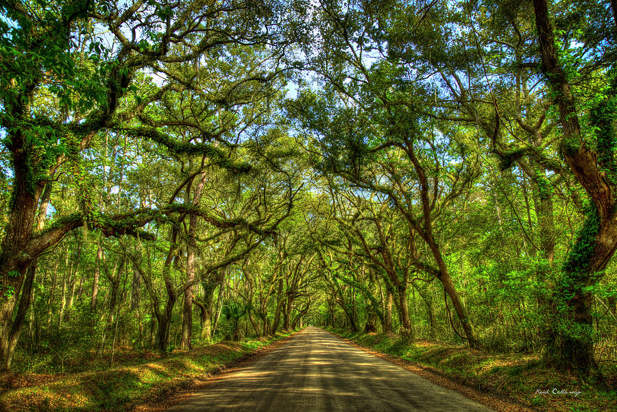 Charleston SC The Majestic Tree Tunnel Edisto Island Botany Bay Road ...