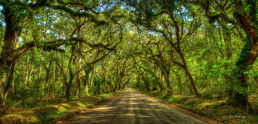 Charleston SC The Majestic Tree Tunnel Panorama Edisto Island Botany ...