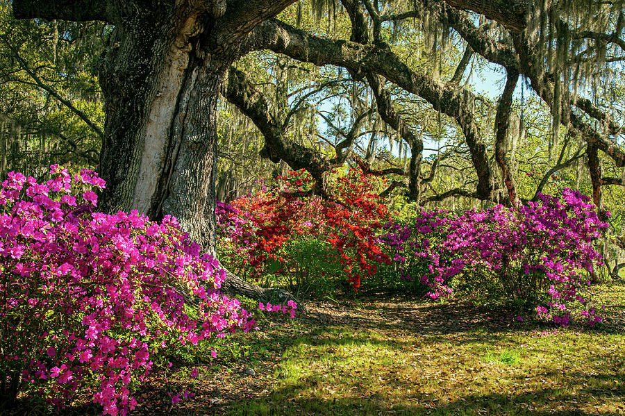 Charleston SC Walking Into Spring Landscape Photograph by Robert Stephens