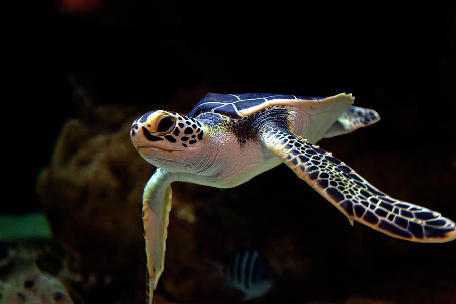 Charleston Sea Turtle Photograph by Jeffrey Holbrook
