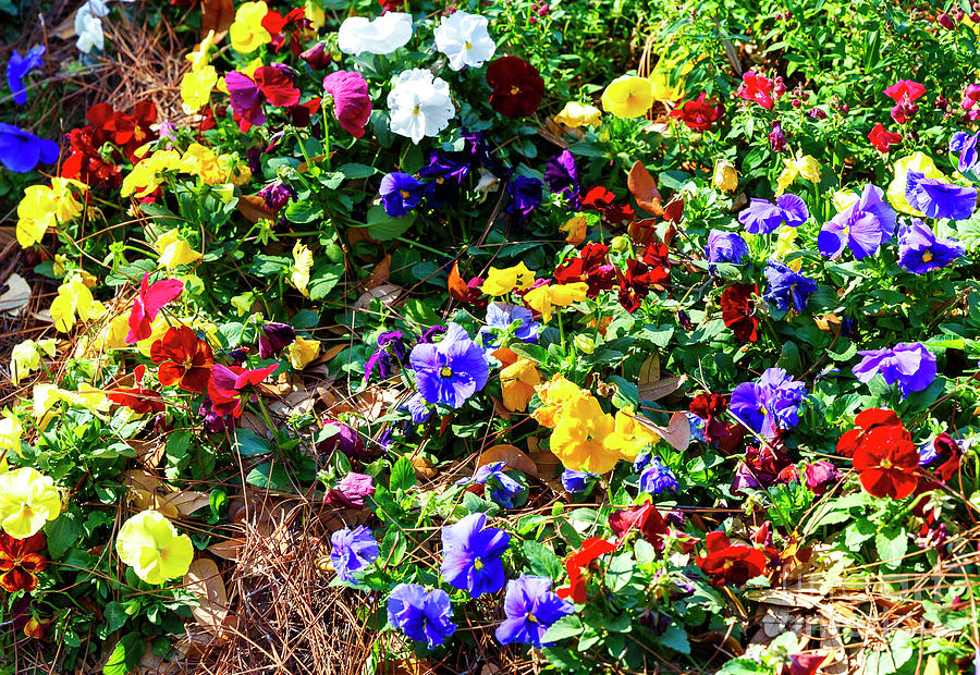 Charleston Spring Colors Photograph by John Rizzuto