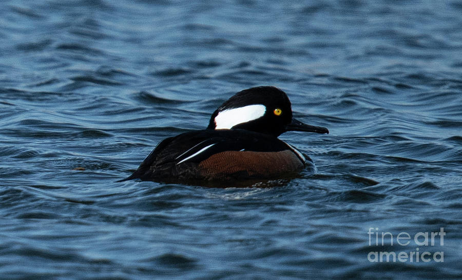 Charleston Waters -  Hooded Merganser Photograph by Dale Powell