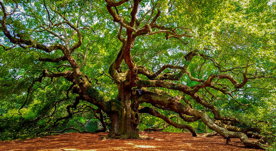 Charleston's Mighty Angel Oak Photograph by Mark Guinn