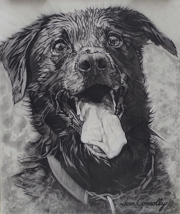 Charlie Dog Drawing by Sean Connolly