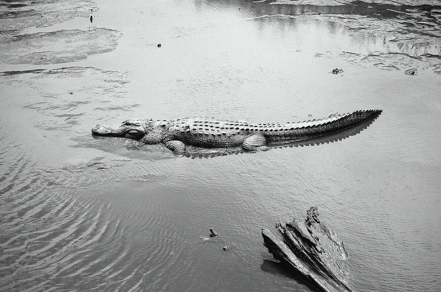 Charlie The Alligator Photograph by Cynthia Guinn