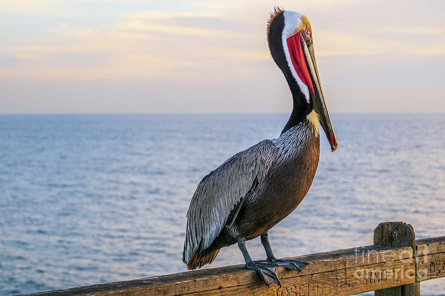 Charlie The Pelican Photograph by Rich Cruse