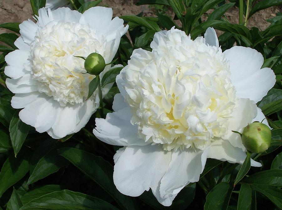 Charlie's White Peony Photograph by Stephanie Weber - Pixels