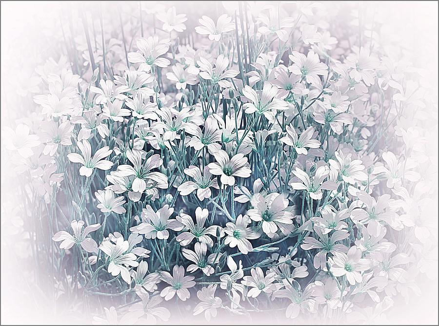 Flower Photograph - Charm of Spring by Slawek Aniol