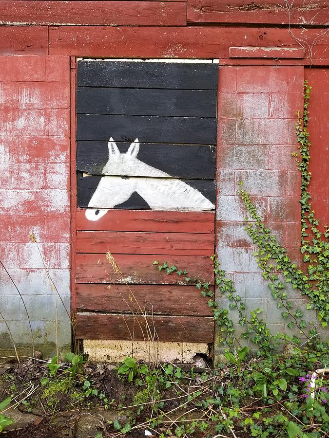 Charm the horse Photograph by Lauren Sage Charm the horse Photograph by Lauren Sage