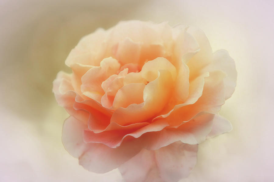Apricot Rose Photograph by Elaine Teague