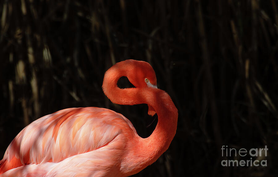 Charming Caribbean Flamingo  Photograph by Ruth Jolly