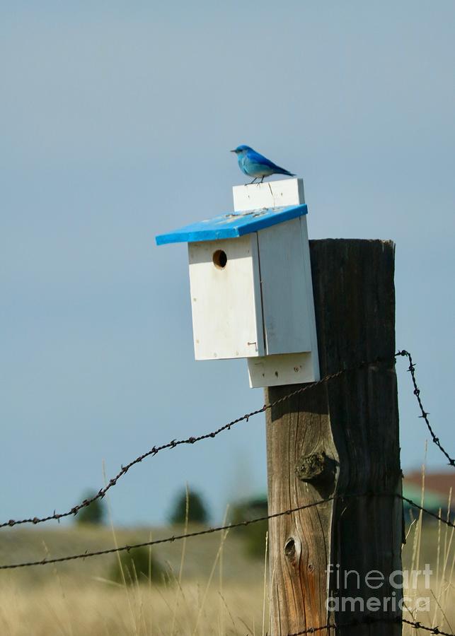 Charming Country Bluebird Photograph by Carol Groenen