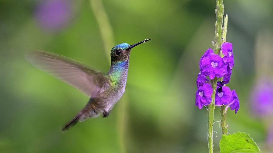 Charming Hummingbird Photograph by Jack Nevitt