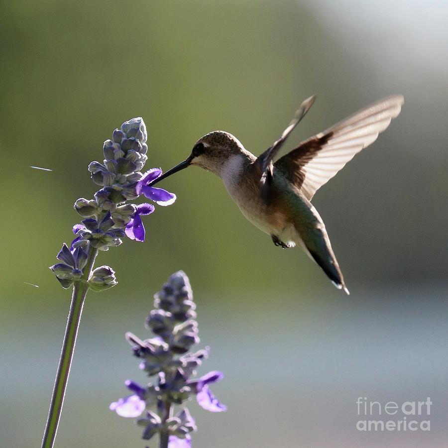 Charming Hummingbird Square Photograph by Carol Groenen