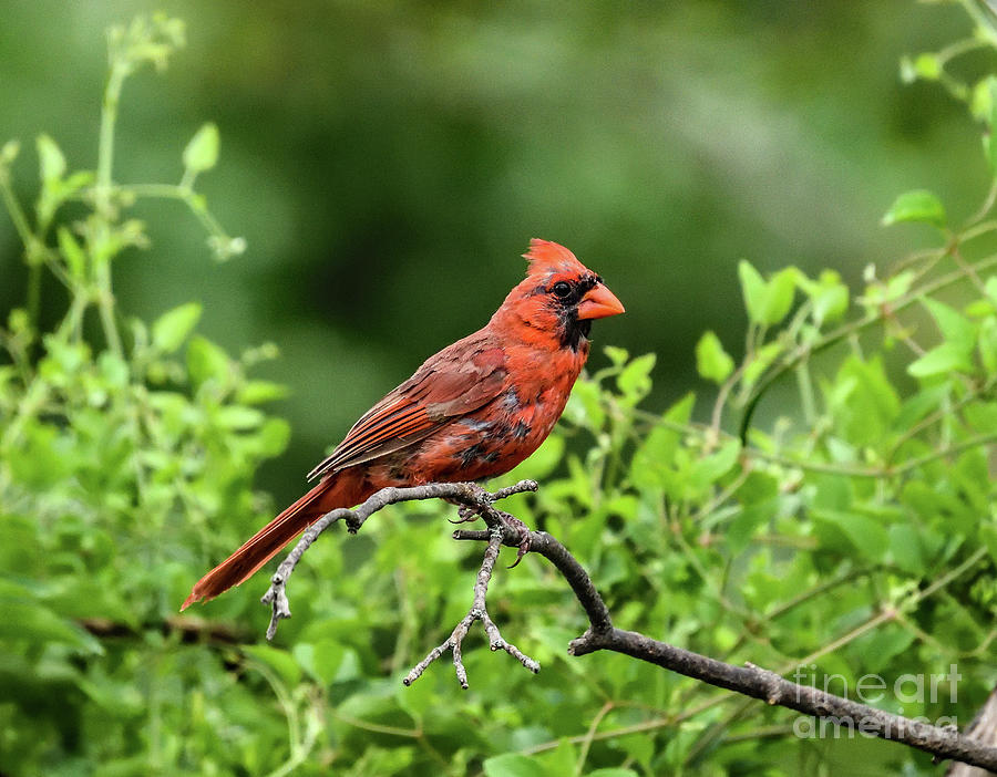 Charming Northern Cardinal Photograph
