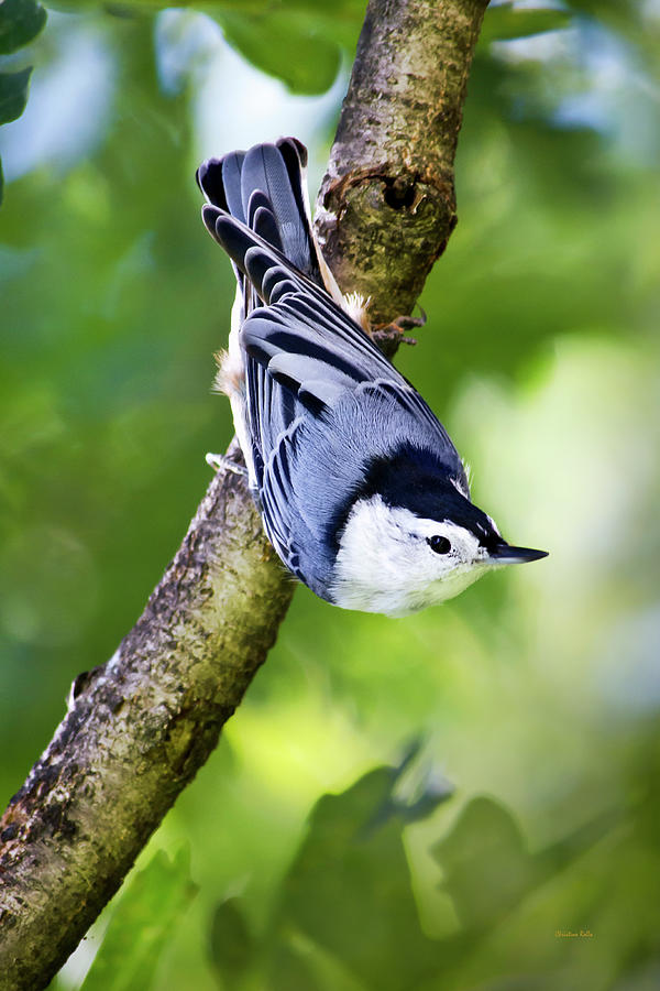 Charming Nuthatch Photograph by Christina Rollo
