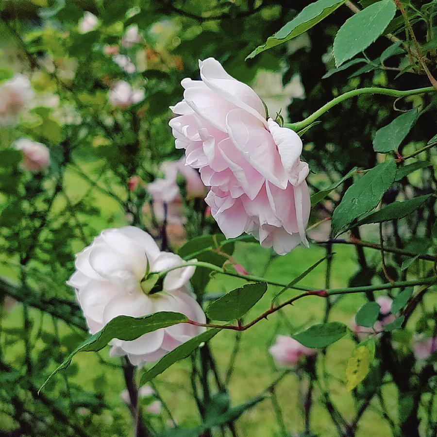 Charming Pale Pink Roses Digital Art by Pamela Smale Williams