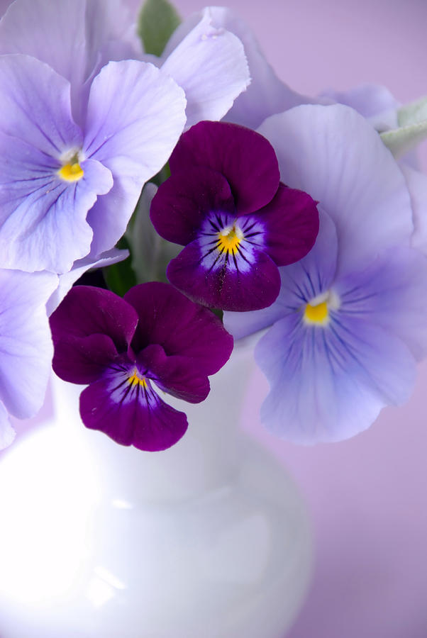 Charming Pansy and Viola Bouquet Photograph by Dianne Sherrill