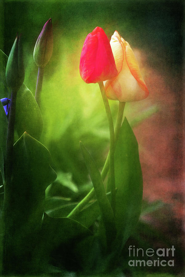 Charming Tulip Pair in the Evening Light Photograph by Anita Pollak