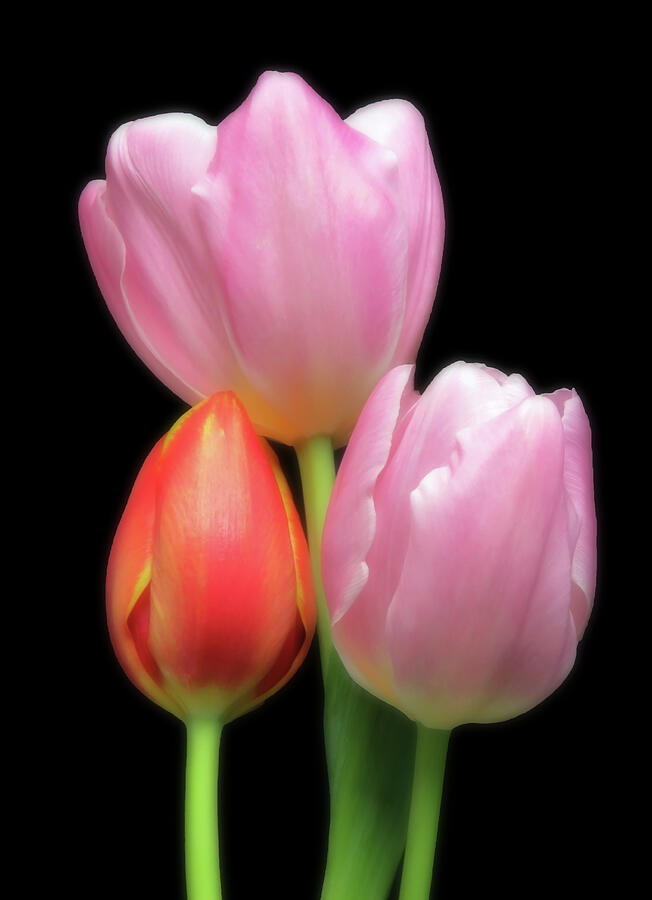 Tulip Photograph - Charming Tulip Trio by Johanna Hurmerinta