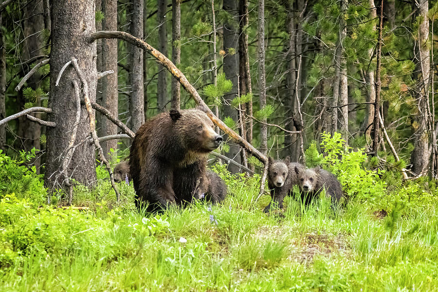 Charting the Course - Grizzly 399 with Her Four Cubs Photograph by Belinda Greb