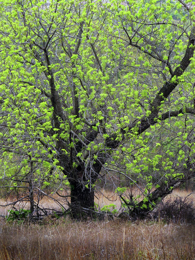 Chartreuse Leaves Photograph by Cindy McIntyre - Fine Art America