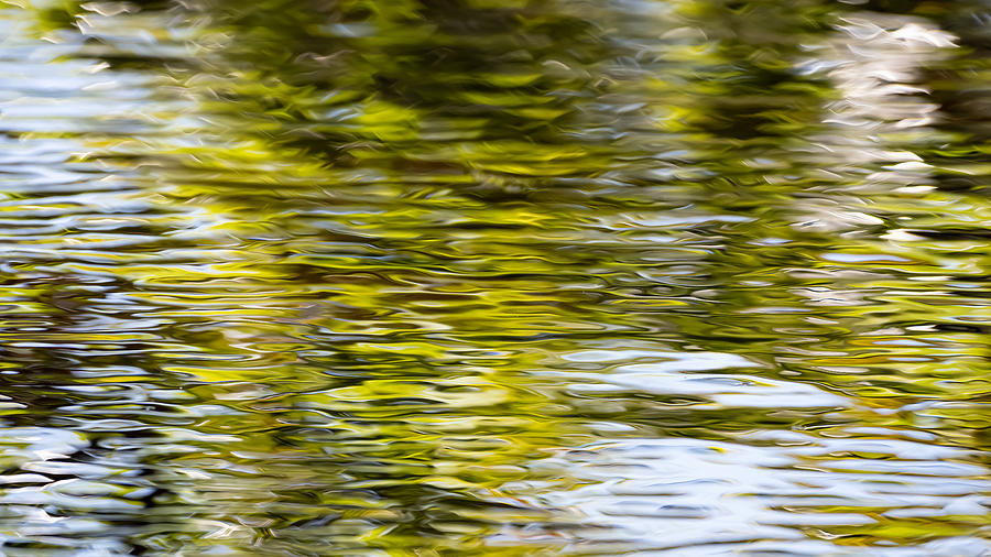 Chartreuse on the Pond Photograph by Linda Bonaccorsi