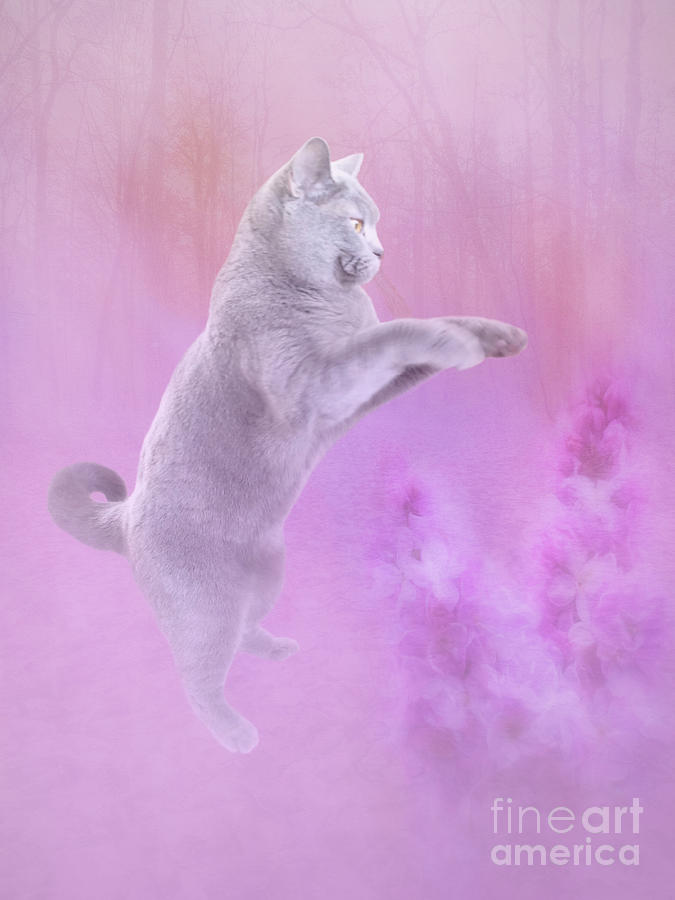 Chartreux Cat Jumping over Flowers Photograph by Elisabeth Lucas - Fine ...