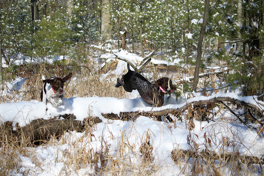 Chase with Shed Antler Photograph by Brook Burling