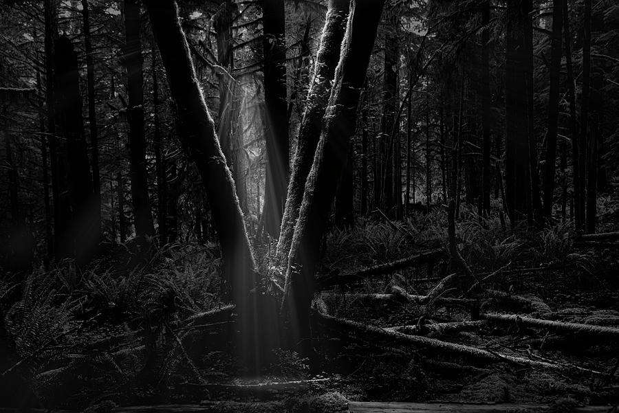 Chasing coastal forest light Photograph by Bill Posner