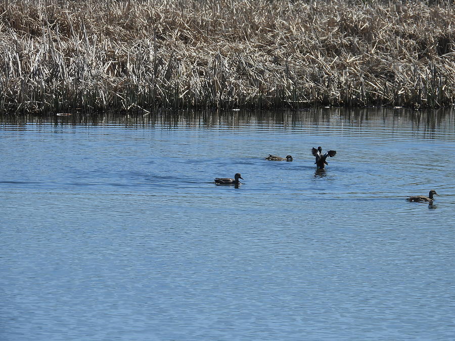 Chasing Ducks 11 Photograph by Amanda R Wright