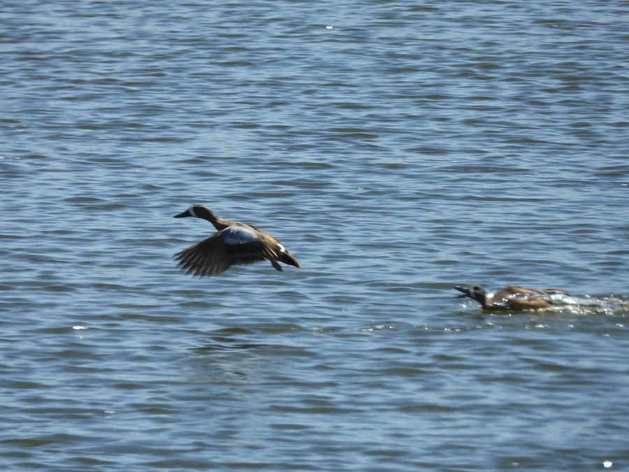 Chasing Ducks 4 Photograph by Amanda R Wright