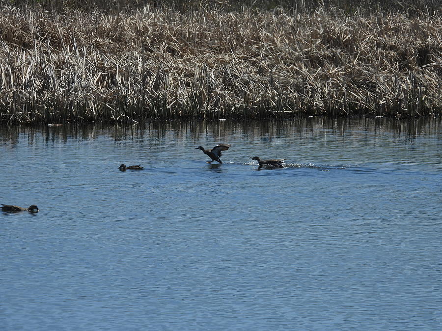 Chasing Ducks 9 Photograph by Amanda R Wright