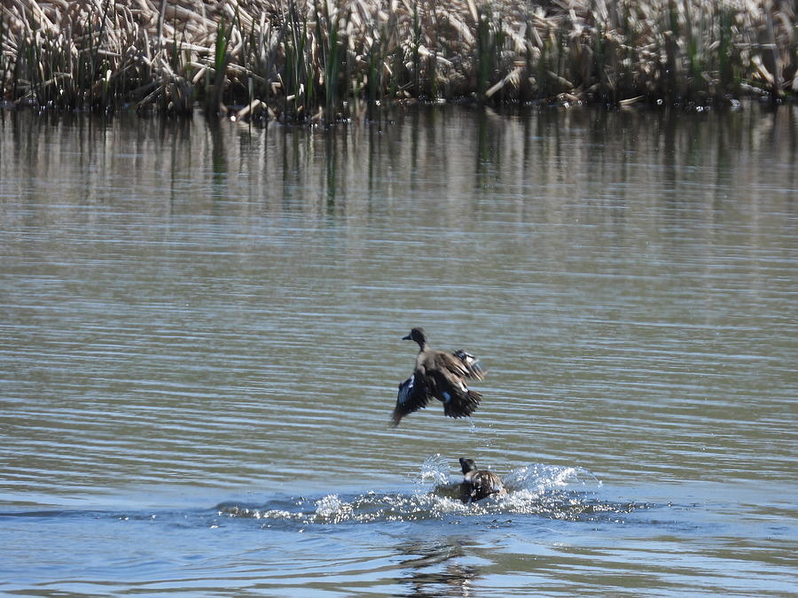 Chasing Ducks Photograph by Amanda R Wright