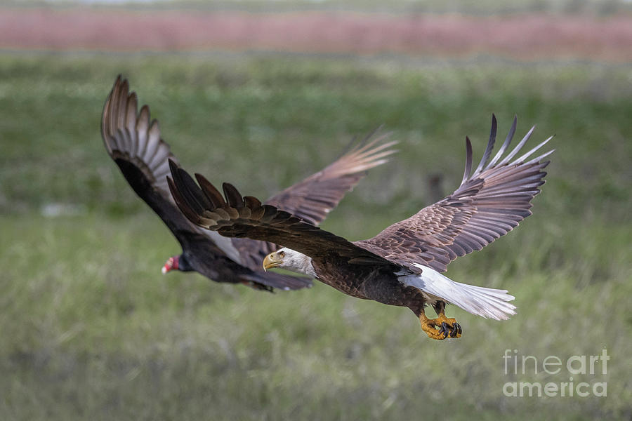 Chasing Eagle Photograph by Tom Claud