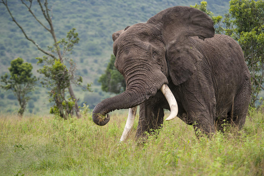 Chasing Elephant in the Masai Mara Photograph by Guenterguni