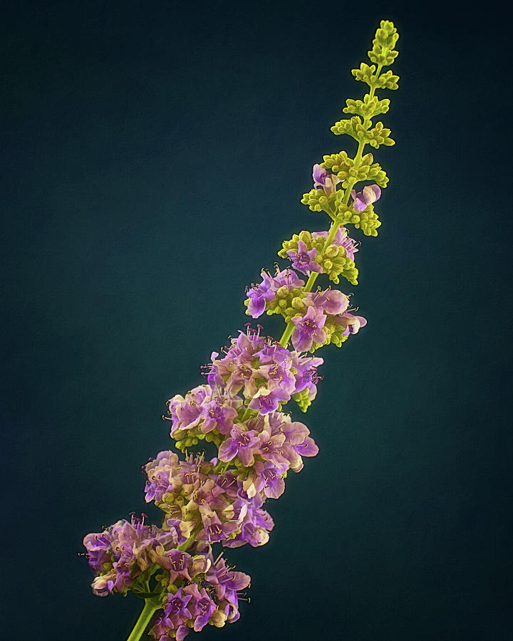 Chaste Tree in Bloom Photograph by Mark Abercrombie - Fine Art America